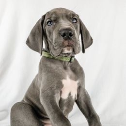 Dachshund, Great Dane, and Yorkshire Terrier Puppies from WZ Kennels