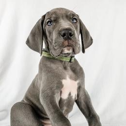 Dachshund, Great Dane, and Yorkshire Terrier Puppies from WZ Kennels
