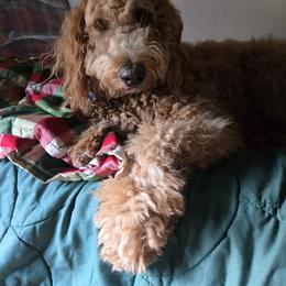 Goldendoodle All Grown Up from Dawnie’s Doodles