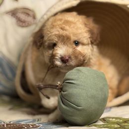 Girl2 062725 - Cream female Maltipoo puppy in Bakersfield, California from Silvia's Maltipoos