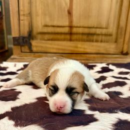 Girl 1 - Red female Pembroke Welsh Corgi puppy in Johnson City, Texas from McCall Creek Corgis
