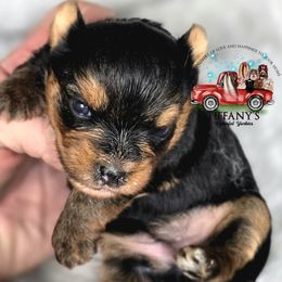 Girl - Black and tan female Yorkshire Terrier puppy in Old Fort, North Carolina from Tiffany’s Colorful Yorkies
