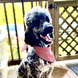 Kari - Poodle