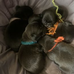 Pug Puppies from The Grumble Pack