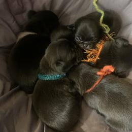 Pug Puppies from The Grumble Pack