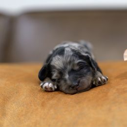 Coral - Phantom female Bernedoodle puppy in Queen Creek, Arizona from Dulcito Doodles
