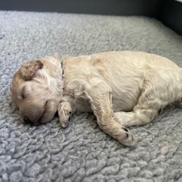 Bluey's - Cream male Poodle puppy in Port Saint Lucie, Florida from Abbott Standard Poodles