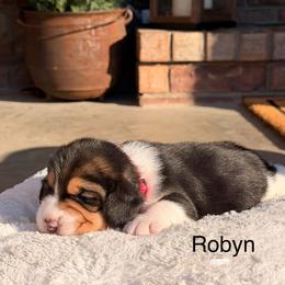Robyn - Black tan and white female Beagle puppy in Mansfield, Missouri from Rippee Creek Kennel