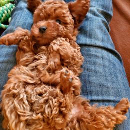 Poodle Puppies from GentleID