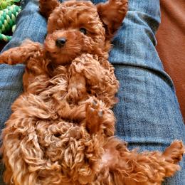 Poodle Puppies from GentleID
