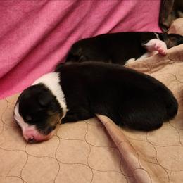 Levi - Black tri-color male Australian Shepherd puppy in Athens, Tennessee from Mimi's Aussie
