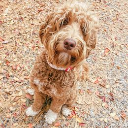 Dixie - Australian Labradoodle
