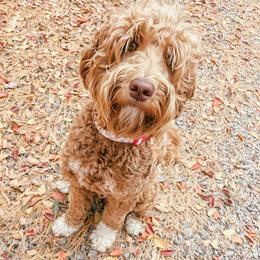 Dixie - Australian Labradoodle
