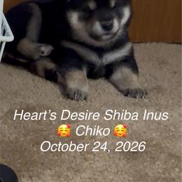 Chiko (meaning, intelligent child) - Black and tan female Shiba Inu puppy in Derby, Kansas from Heart’s Desire Shiba Inus