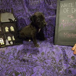 Great Dane Puppies from White House of Danes