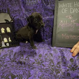 Great Dane Puppies from White House of Danes