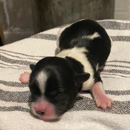 Girl 2 - Black and white female Shih Tzu puppy in Lexington, North Carolina from SCS Shih Tzus