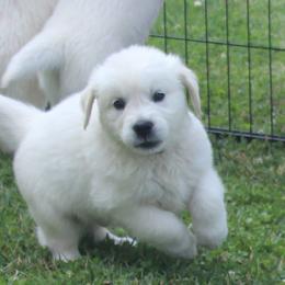 Golden Retriever Puppies from NorthCoastGoldenRetrieversLLC