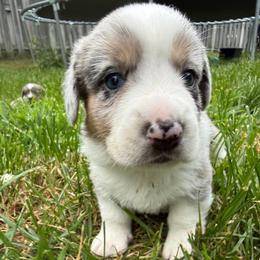 Rocket - Brindle merle and white male Cardigan Welsh Corgi puppy in Mishawaka, Indiana from Squires Corgi Cottage