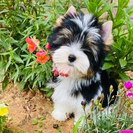 Cassian AKC Champion Sired - Black tan and white male Biewer Terrier puppy in Iva, South Carolina from Petit Bijou