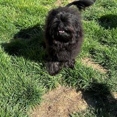 Lowchen Puppies from Calikij