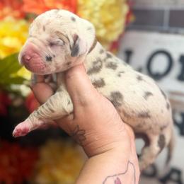 Lucas - Harlequin male Great Dane puppy in Lehigh Acres, Florida from Florida Wrinkles