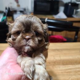 Puppy 1 - Black and white female Shih Tzu puppy in Belleville, Michigan from Patricia's Heavenly Earth Angels