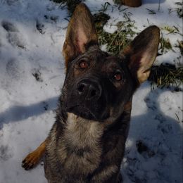 ChiChi - German Shepherd