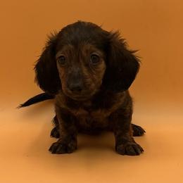 Ribbon - Brindle female Dachshund puppy in Porterville, California from Desert Dynasty