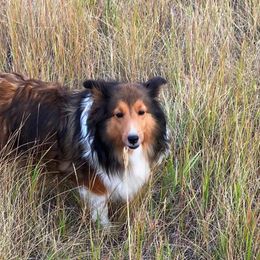 Shetland Sheepdogs from Starlite Shelties