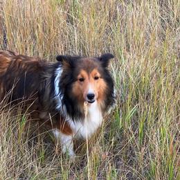 Shetland Sheepdogs from Starlite Shelties