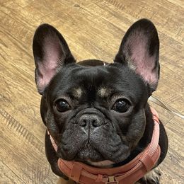 Kateri - French Bulldog