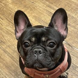 Kateri - French Bulldog