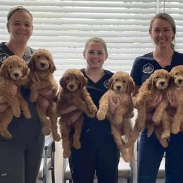 Goldendoodles from Poppy's Puppies