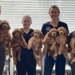 Goldendoodles from Poppy's Puppies