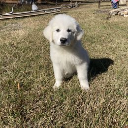 Great Pyrenees Puppies from Sweet Land of Liberty