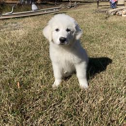 Great Pyrenees Puppies from Sweet Land of Liberty