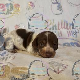 Chocolate pie girl 2 heavily roaned - Piebald female Dachshund puppy in Herald, California from Bluegum Dachshunds