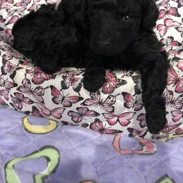 Poodle Puppies from Karamba Toy Poodles