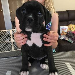 Boxer Puppies from Vintage Boxers