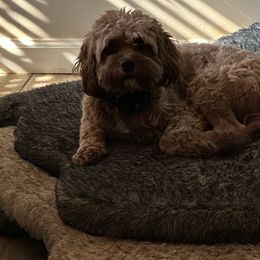 Cavapoos from AnnMarie LaFave