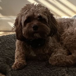 Cavapoos from AnnMarie LaFave