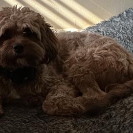Cavapoos from AnnMarie LaFave
