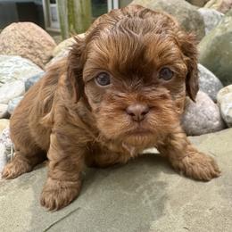 Carrot - Red female Shihpoo puppy in Howard City, Michigan from Petite Joie Puppies