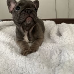 Girl 1 - Blue French Bulldog puppy in San Jose, California from Dawgie Empire