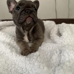 Girl 1 - Blue French Bulldog puppy in San Jose, California from Dawgie Empire