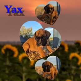 Yax - Fawn male Boxer puppy in Mountain Home, Idaho from LJK Boxers & Toy Aussies