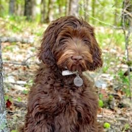 Australian Labradoodles from Whimsical Labradoodles