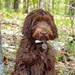 Australian Labradoodles from Whimsical Labradoodles