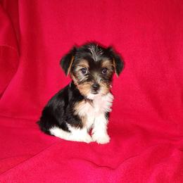 Emily - Parti female Yorkshire Terrier puppy in Lapeer, Michigan from Puppy Kisses